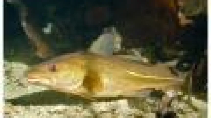 dorsz.120.jpg