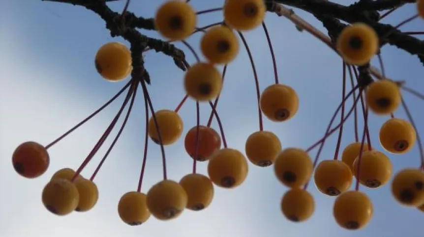Jabłoń ozdobna. Foto:Ogród Botaniczny PAN w Powsinie