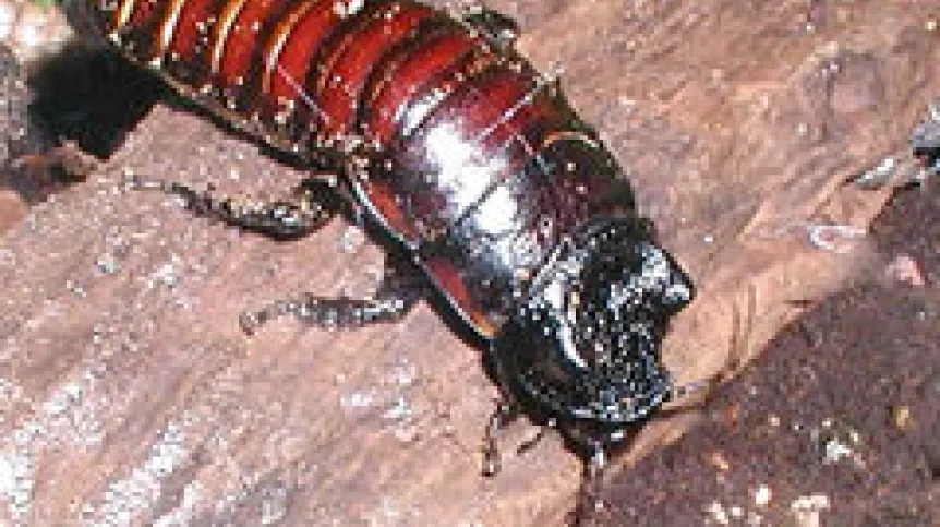 Karaczan madagaskarski. Źródło: Wikipedia.