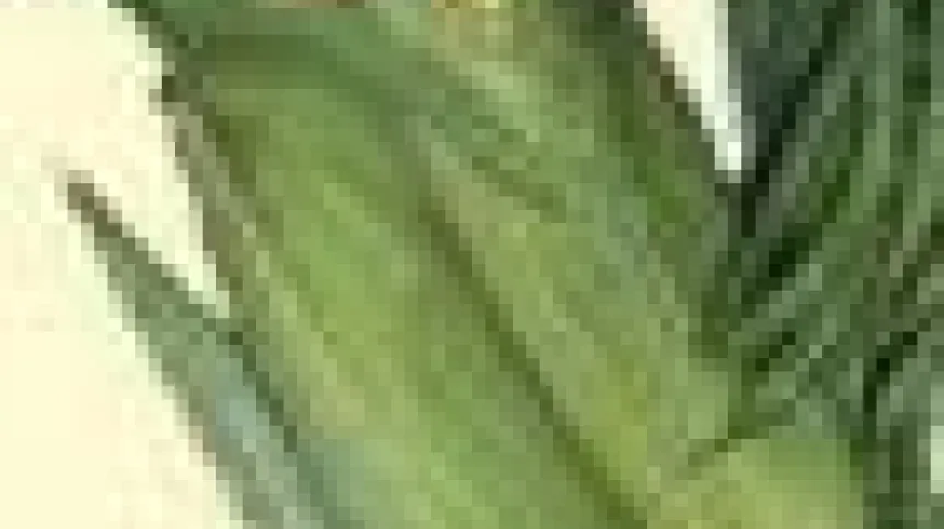 kukurydza.90.jpg