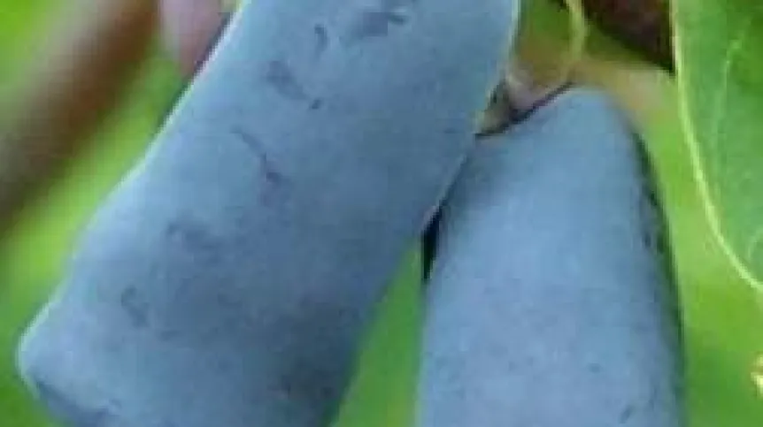 Jagoda kamczacka. Źródło: Wikipedia