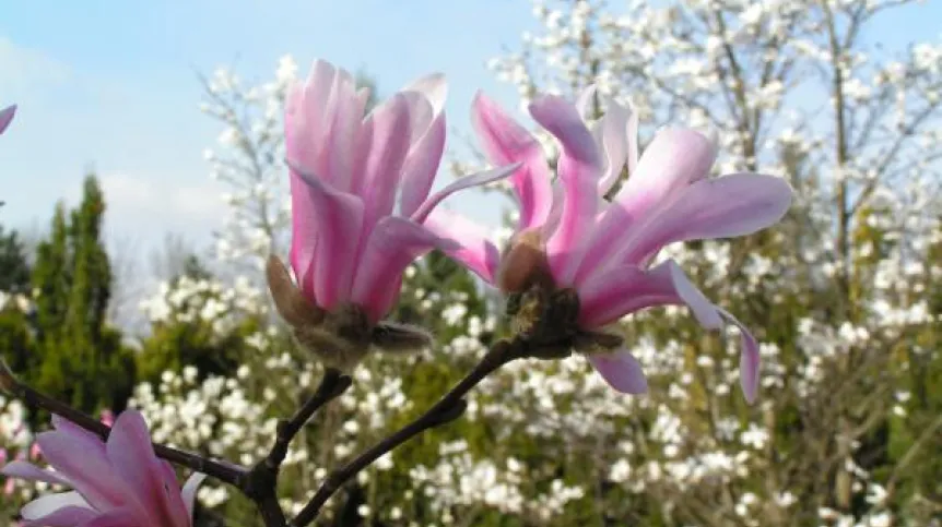Magnolia gwiaździsta. Foto: Ogród Botaniczny PAN w Powsinie