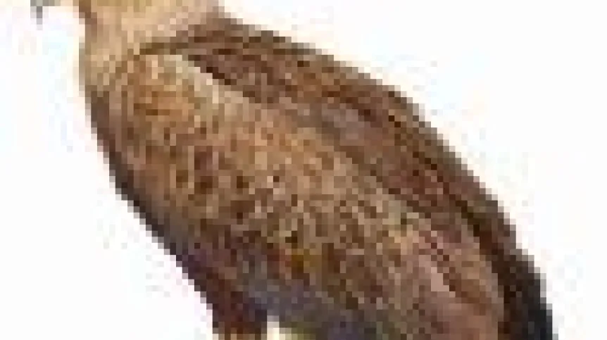 orzel_bielik.100.jpg