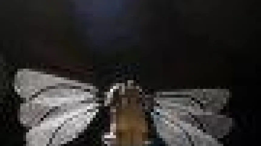 owad.90.jpg
