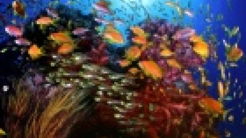 Źródło: www.planetaocean.pl