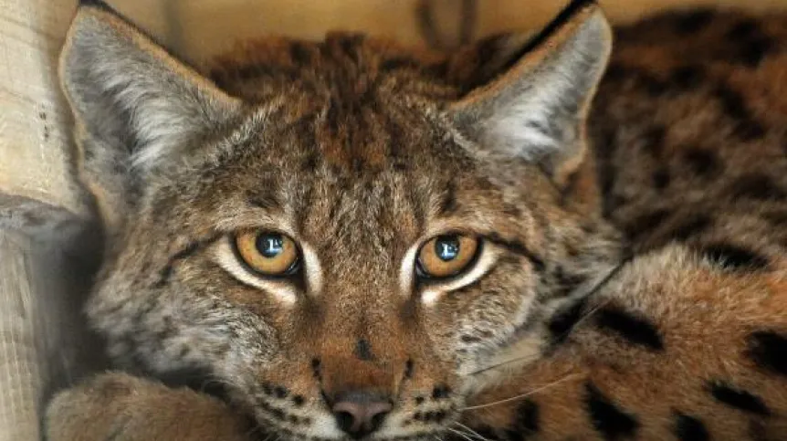 Ryś. Foto: PAP/Darek Delmanowicz