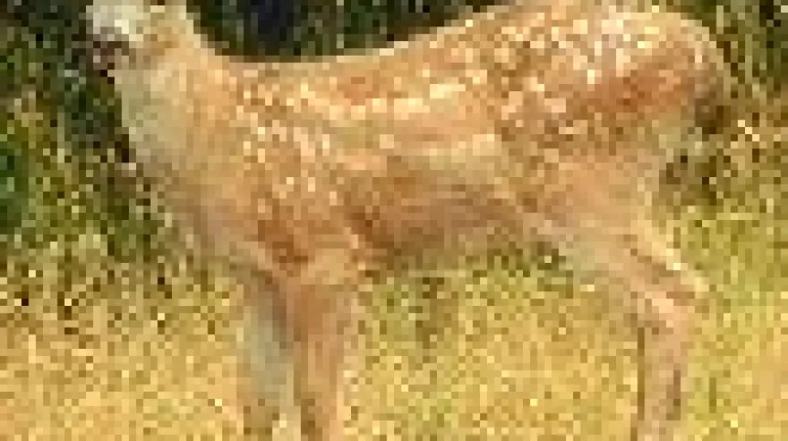 sarna.jpg