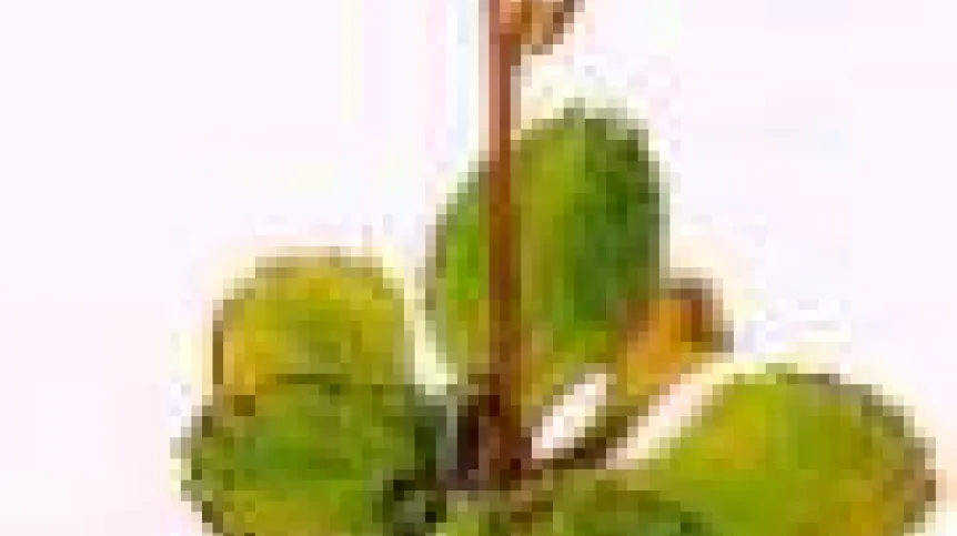 sklanica_Saxifraga_nivalis.90.jpg