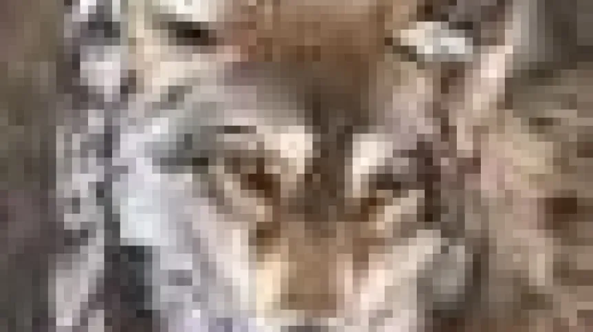 wilk2.jpeg