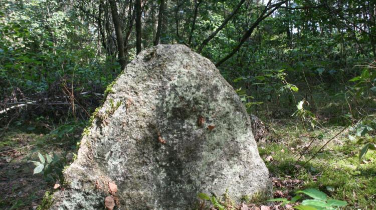 Stele kamienne na cmentarzysku w Jagintach gm. Nowy Dwór, woj. podlaskie. Fot. Hubert Lepionka
