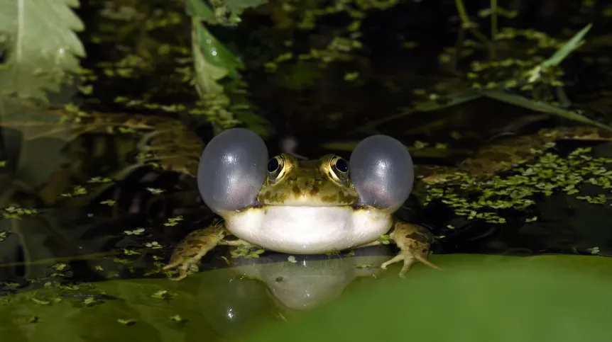 Źaba bałkańska (Pelophylax kurtmuelleri). Fot. Fotolia