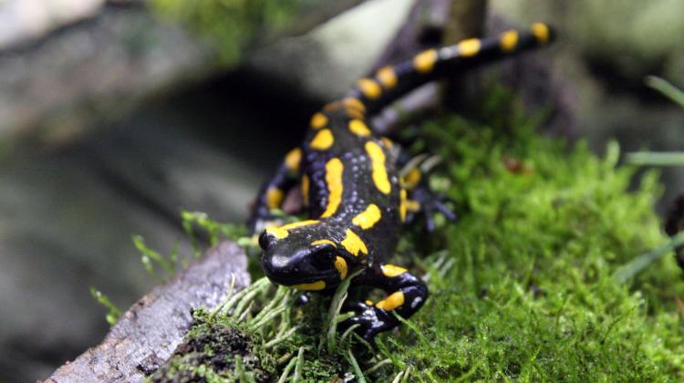 Fire salamander. Photo: PAP/Krzysztof Świderski 17.03.2016