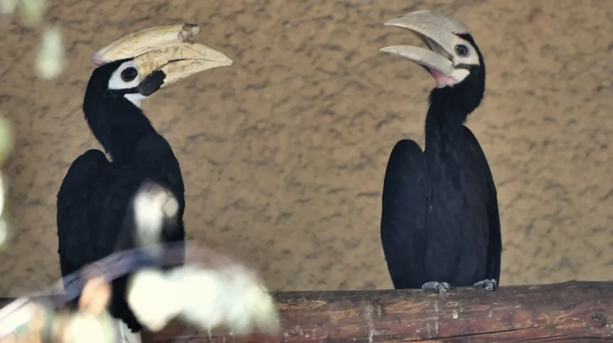 Dzioborożce palawańskie w Ogrodzie Zoologicznym we Wrocławiu. Fot. PAP/Maciej Kulczyński 29.08.2019