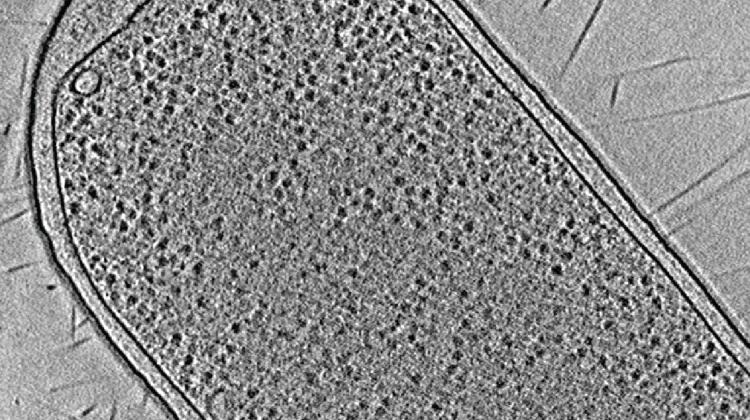 Pojedynczy 'plaster' kriotomogramu komórki E. coli. Źródło: Piotr Szwedziak