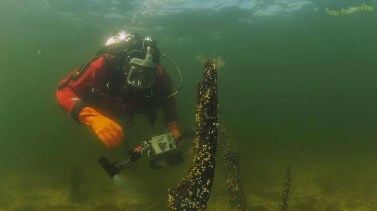 Archeolog podwodny w czasie badań w Pucku. Materiały prasowe UMK