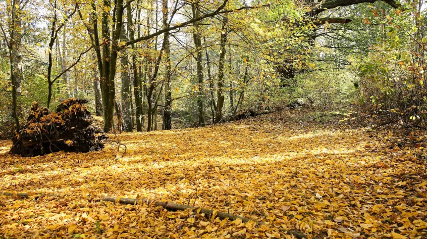 PAP/Tomasz Wojtasik 23.10.2019