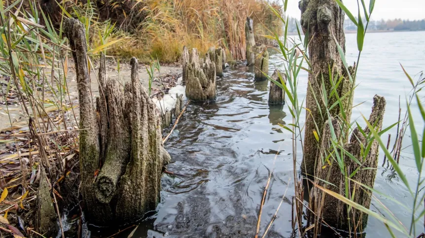Odkrycie archeologiczne - konstrukcje drewniane sprzed tysiąca lat, pod grodziskiem we wsi Mietlica (gmina Kruszwica, woj. kujowsko-pomorskie) nad jeziorem Gopło. Fot. PAP/Tytus Żmijewski 14.11.2019