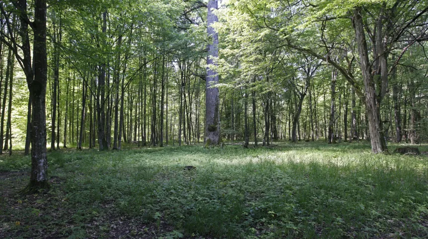 Dąbrowa świetlista. Fot. PAP/Artur Reszko 05.06.2016