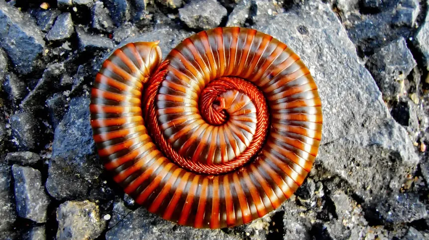 Wijami są choćby krocionogi. Źródło: Joydeep / CC BY-SA; via Wikipedia