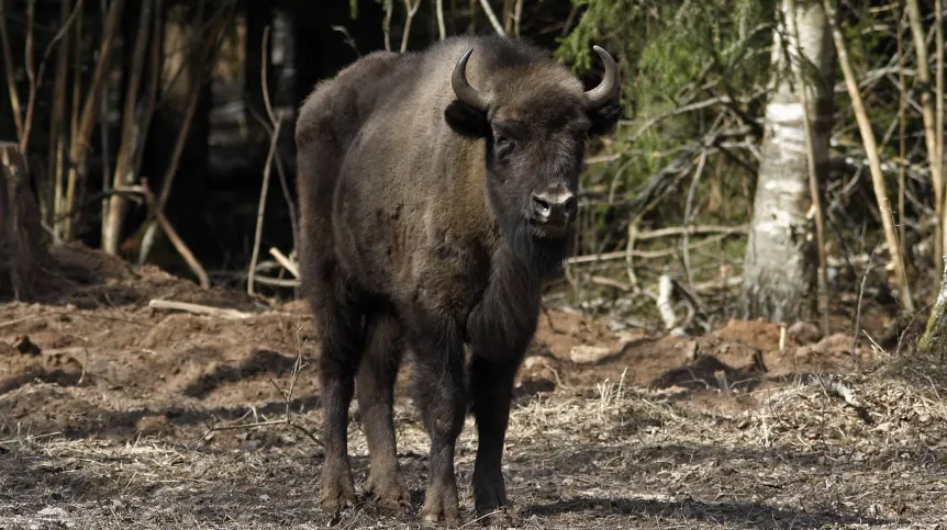 Fot. PAP/ Artur Reszko 05.04.2018