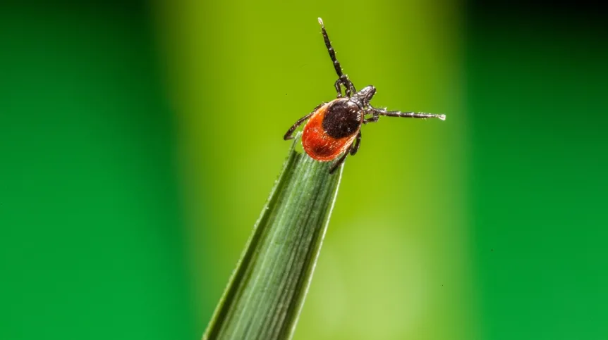 Kleszcz Ixodes Ricinus główny bohater badań, mat. prasowe