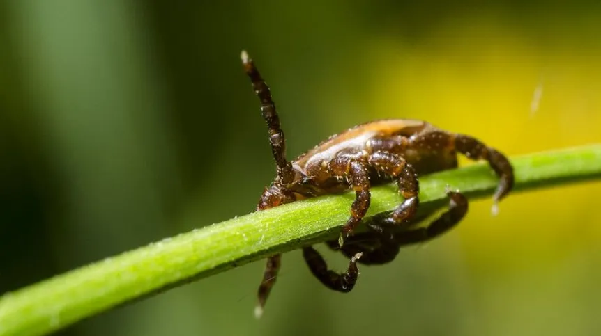 Dermacentor reticulatus (kleszcz łąkowy). Fot: Krzysztof Matosek