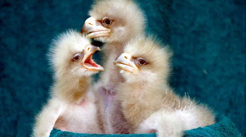 Walsrode, Niemcy, 27.04.06. Lara, Nina i Kolja - dwutygodniowe pisklęta bielika olbrzymiego (Haliaeetus pelagicus), jakie przyszły na świat w największym na świecie rezerwacie ptaków w Walsrode(pmb) PAP/EPA/ANGELA KRAFT