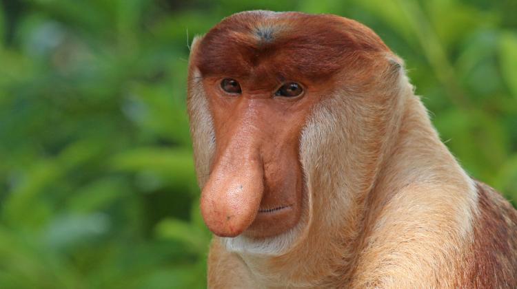 Pojawia się szlachetna wymówka, aby tworzyć memy. Mogą one bowiem pomagać w ochronie zagrożonych zwierząt - mają nadzieję badacze. Fot: Nosacz sundajski, na bazie Charles J Sharp / CC BY-SA https://commons.wikimedia.org/wiki/File:Proboscis_monkey_(Nasalis_larvatus)_male_head.jpg
