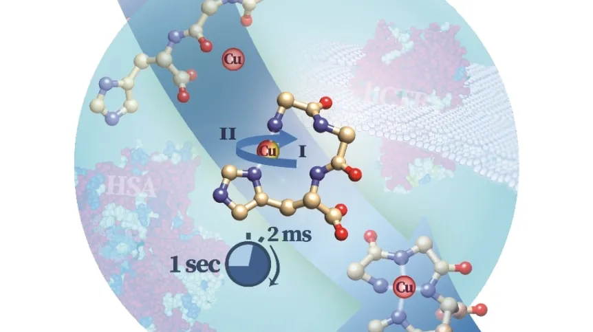 Przebieg reakcji pomiędzy peptydem syntetycznym a jonem miedzi (Cu2+). W czasie około 2 ms powstaje zaobserwowana przez badaczy forma pośrednia, która spontanicznie przekształca się w niereaktywny stan końcowy. W tle są struktury białek przenoszących jon miedzi, które zawierają badaną strukturę: albuminę osocza krwi (HSA) i receptor komórkowy hCtr1. Źródło: IBB PAN