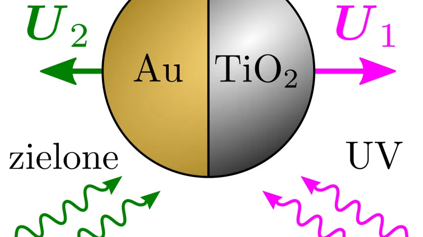 Schemat nowego mechanizmu katalitycznego. Cząstka zbudowana z dwutlenku tytanu o jednej półkuli pokrytej złotem porusza się pod wpływem zewnętrznego oświetlenia. Kierunek jej ruchu zależy jednak od długości fali. Pod wpływem oświetlenia światłem zielonym cząstka porusza się w kierunku wyznaczonym przez złotą półkulę, zaś oświetlona światłem UV porusza się w kierunku przeciwnym. (Źródło: Wydział Fizyki UW, M. Lisicki)