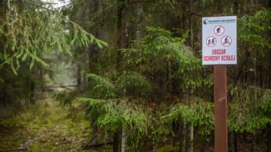 Puszcza Białowieska. Fot. PAP/Wojciech Pacewicz