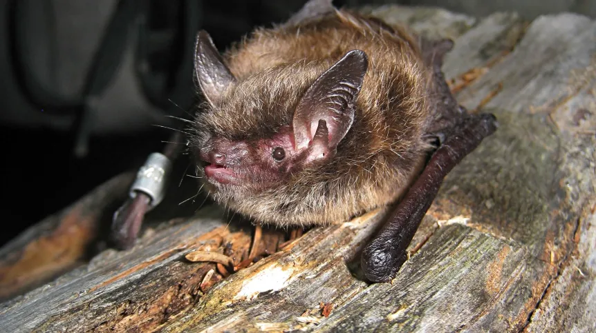 Myotis mystacinus, fot. Korneliusz Kurek 