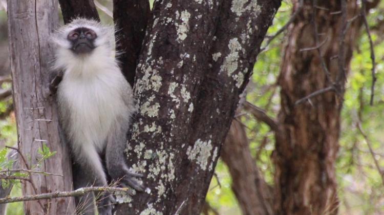 Vervet monkey (Chlorocebus pygerythrus) in South Africa. Credit: Anna J Jasinska