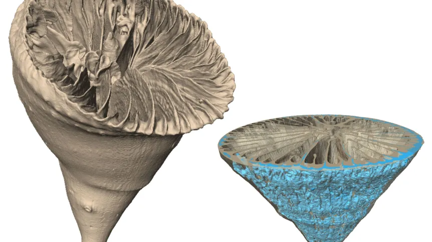 Głębokowodny osobniczy koralowiec Paraconotrochus antarticus tworzy szkielet zbudowany z dwóch odmian węglanu wapnia - kalcytu i aragonitu. Minerały te z uwagi na różną gęstość da się zobrazować w tomografie komputerowym (po prawej na niebiesko znaczony wewnętrzny, kalcytowy składnik szkieletu). (Ilustracja: Katarzyna Janiszewska, Jarosław Stolarski)