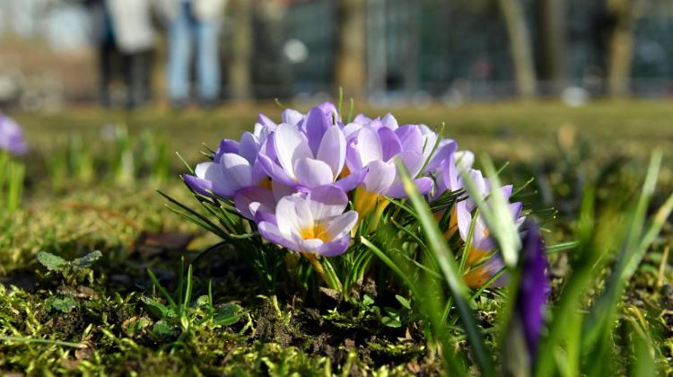 Kwitnące krokusy na Jasnych Błoniach w Szczecinie. Wysokie temperatury i słoneczna pogoda sprawiły, że wiele roślin zakwitło przedwcześnie. PAP/Marcin Bielecki 24.02.2021