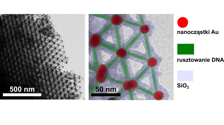 Naukowcy pokazują, jak dzięki krzemionce utrwalać superprecyzyjne nanokonstrukcje z DNA i nanocząstek fot. Paweł Majewski 