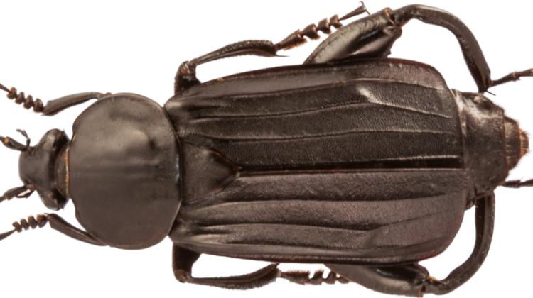 Badacze pokazali, że padlinożerne chrząszcze - padlińce pospolite - w nietypowy sposób opiekują się swoim potomstwem (Fot: Anna Mądra-Bielewicz)