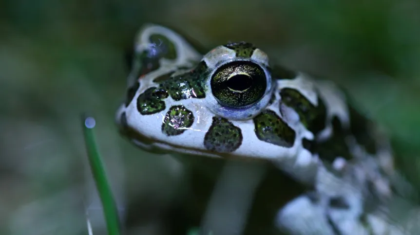 Foto: Anna Maria Kubicka; Katedra Zoologii UPP