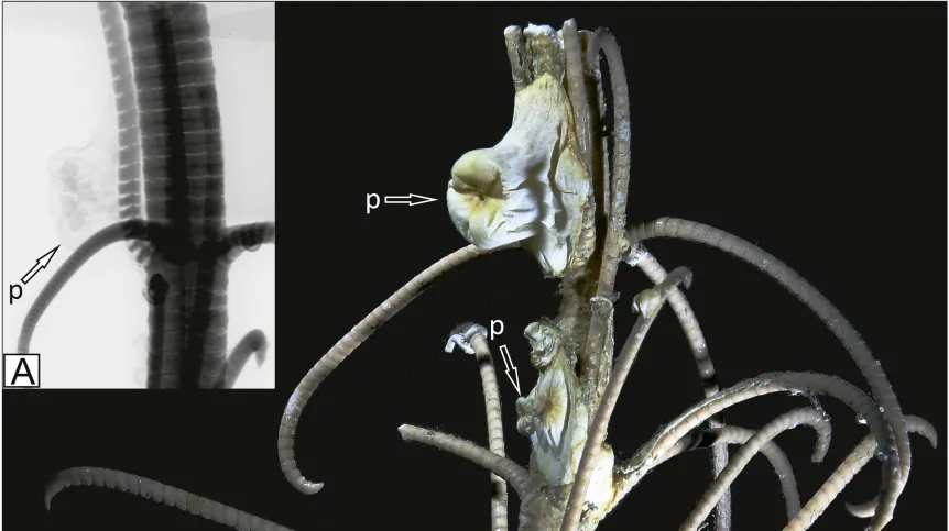 Źródło: Palaeogeography, Palaeoclimatology, Palaeoecology