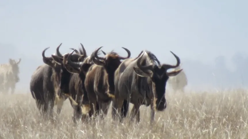 Migracja w Serengeti Plains, Tanzania, fot. Tom Morrison