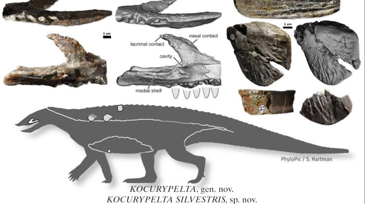 Źródło: Journal of Vertebrate Paleontology (za Instytut Paleobiologii PAN, Wydział Biologii UW)