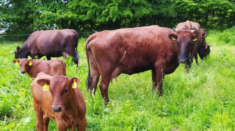 krowy polskie czerwone, fot. materiały prasowe Instytutu Rozrodu Zwierząt i Badań Żywności PAN