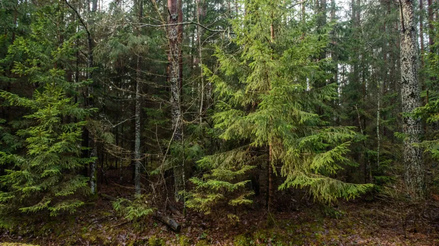 Puszcza Białowieska, 01.01.2018. PAP/Wojciech Pacewicz