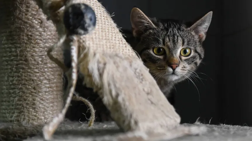 Lublin, 17.02.2021. Fot. ) PAP/Wojtek Jargiło