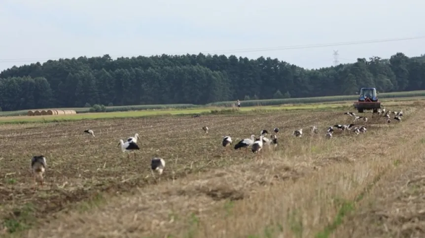 Stada bocianów przed odlotem, Opolszczyzna, sierpień 2021, fot. Joahim Siekiera