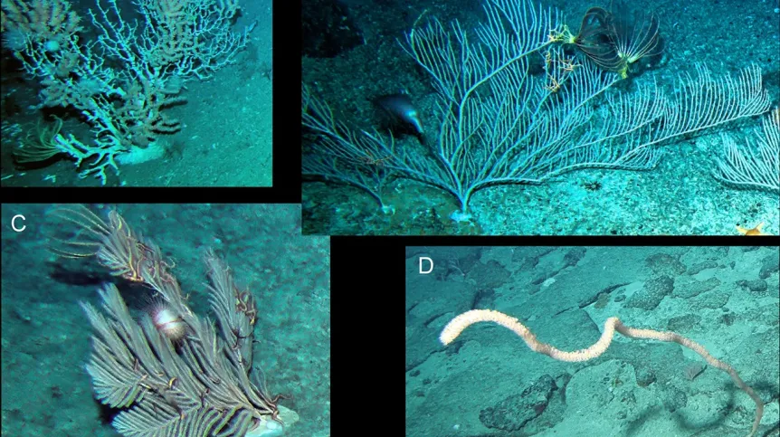 Koralowce ośmiopromienne z mórz okalających Tasmanię. A–Keratoisis sp.; B–Paracalyptrophora sp.; C–Callogorgia sp.; D–Lepidisis sp. Fot. UAM