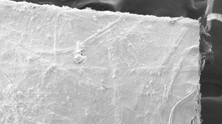 Struktura papierowego kompozytu z celulozy bakteryjnej i włókien sosny, zdjęcie spod mikroskopu skaningowego; fot. Politechnika Łódzka