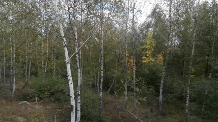 Las na hałdach pokopalnianych; fot.: dr Marcin K. Dyderski