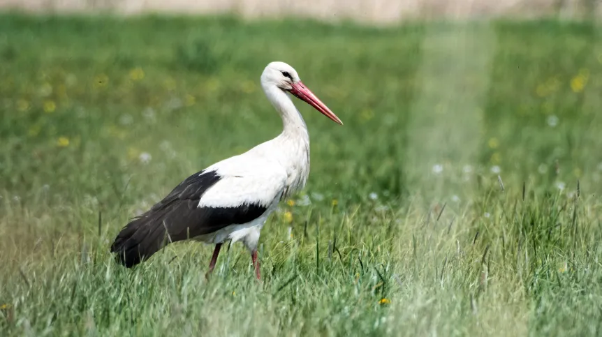 Będków, 11.05.2020. Bocian na łące nad rzeką Wolbórką w okolicy Będkowa. PAP/Grzegorz Michałowski