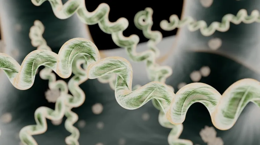 krętki borrelia, Adobe Stock